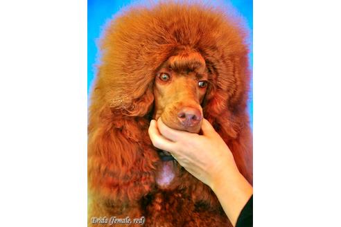 販売中のスタンダードプードルの親犬